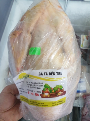 Gà Ta Bến Tre Thả Vườn - Gà Mái